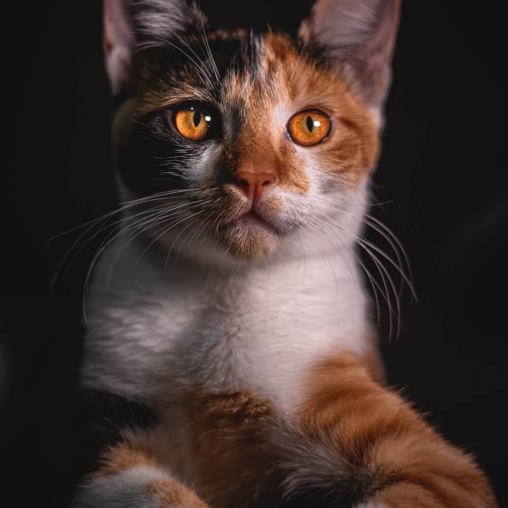 cat-3