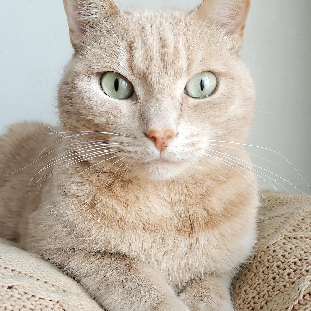 cat-5