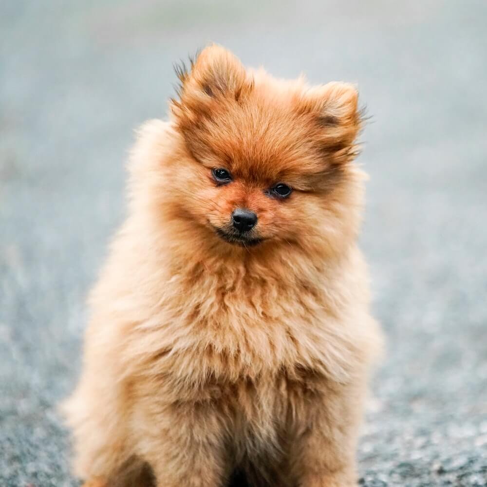 dog-1