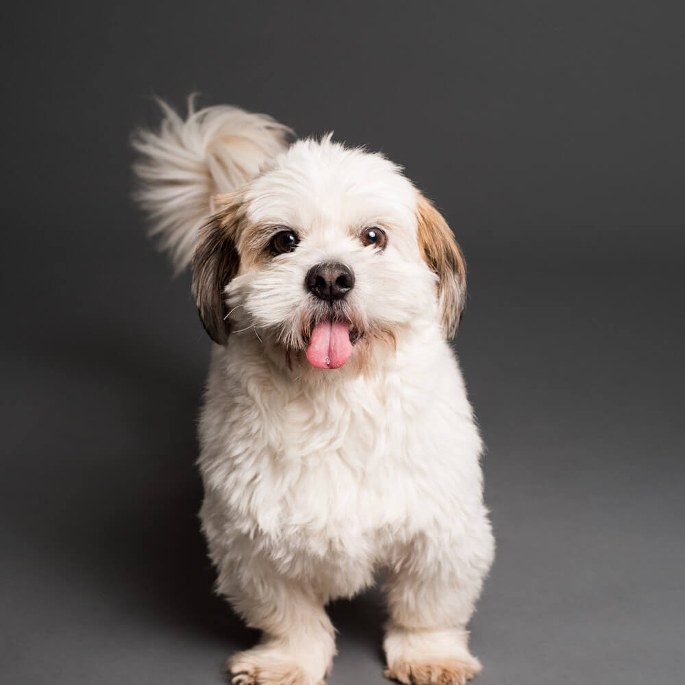 dog-2