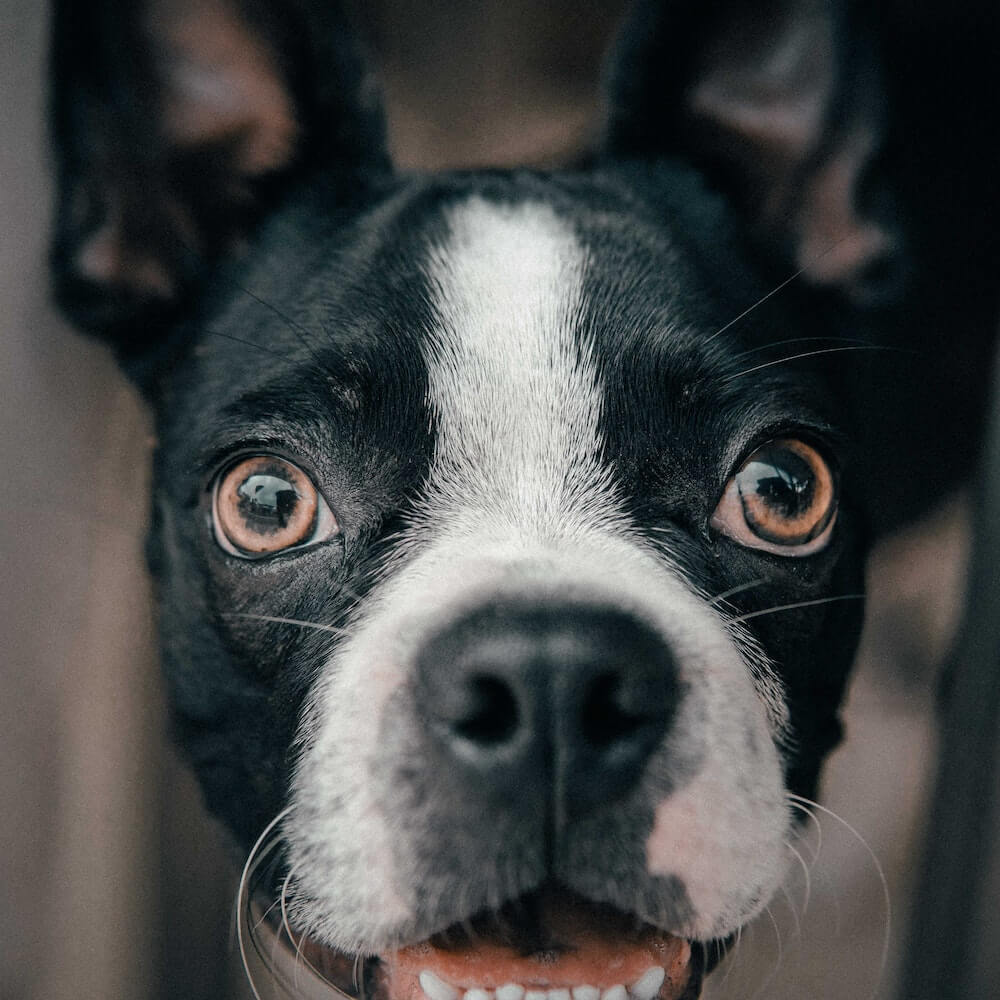 dog-3