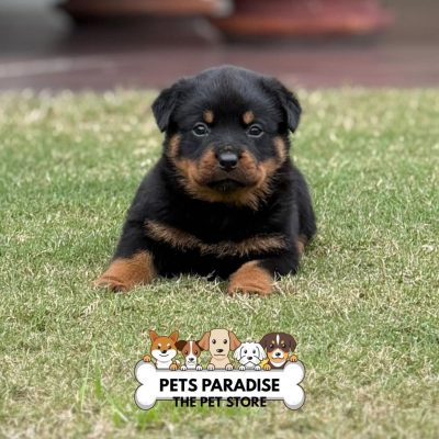 petsparradise (51)