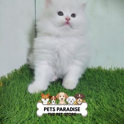 petsparradise (52)
