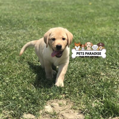 petsparradise (53)