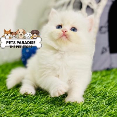 petsparradise (54)