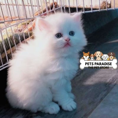 petsparradise (55)