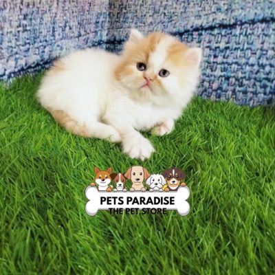 petsparradise (56)