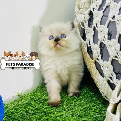 petsparradise (57)